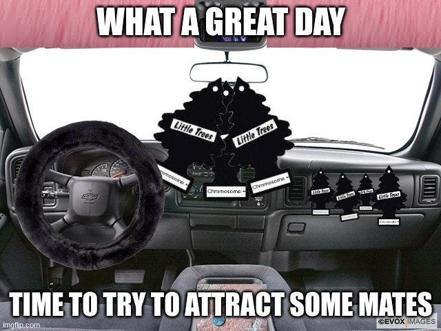 Squatted truck owners | WHAT A GREAT DAY; TIME TO TRY TO ATTRACT SOME MATES | image tagged in trucks | made w/ Imgflip meme maker
