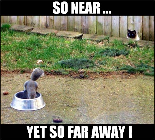 Cat Vs Squirrel ! | SO NEAR ... YET SO FAR AWAY ! | image tagged in cats,squirrel | made w/ Imgflip meme maker