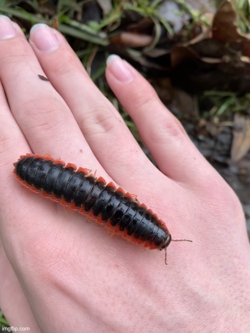 A Red-sided flat millipede that I found yesterday | image tagged in millipede,nature,arthropod | made w/ Imgflip meme maker