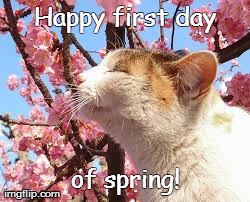 Happy first day of spring! | image tagged in cats,cute | made w/ Imgflip meme maker