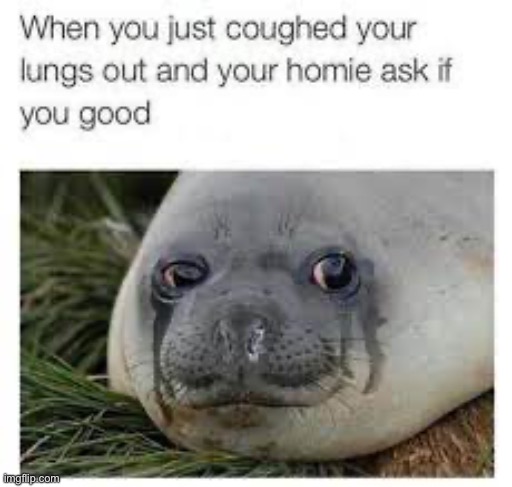 What do you think? | image tagged in relatable,relatable memes,seal,crying seal,crying,coughing | made w/ Imgflip meme maker