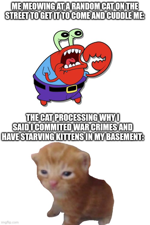 cat life | ME MEOWING AT A RANDOM CAT ON THE STREET TO GET IT TO COME AND CUDDLE ME:; THE CAT PROCESSING WHY I SAID I COMMITED WAR CRIMES AND HAVE STARVING KITTENS IN MY BASEMENT: | image tagged in cat,mr krabs,spongebob,hmmm,random | made w/ Imgflip meme maker