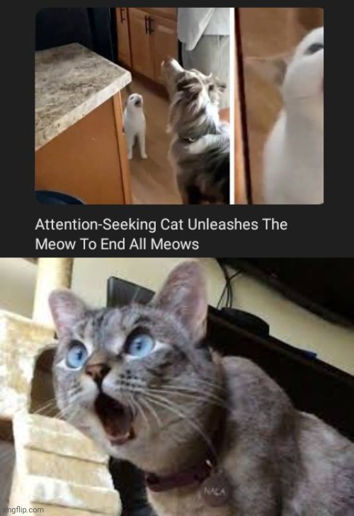 The meow to end all meows | image tagged in surprised cat,cats,cat,meow,meows,memes | made w/ Imgflip meme maker