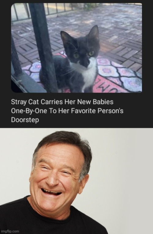 To her favorite person's doorstep | image tagged in robin williams,cats,cat,memes,doorstep,babies | made w/ Imgflip meme maker