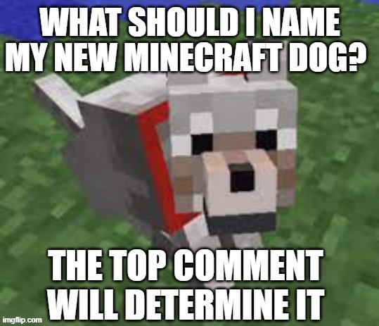 Help name my dog | image tagged in minecraft,comment section,name,this tag is not important | made w/ Imgflip meme maker