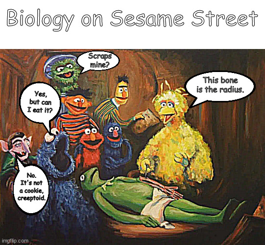 Bio on the street | Biology on Sesame Street; Scraps mine? This bone is the radius. Yes, but can I eat it? No. It's not a cookie, creeptoid. | image tagged in memes,middle school | made w/ Imgflip meme maker