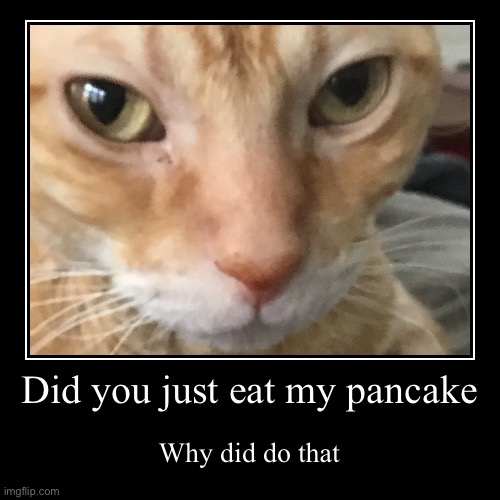What did you do | Did you just eat my pancake | Why did do that | image tagged in funny,demotivationals,memes,cats,cat,cute | made w/ Imgflip demotivational maker