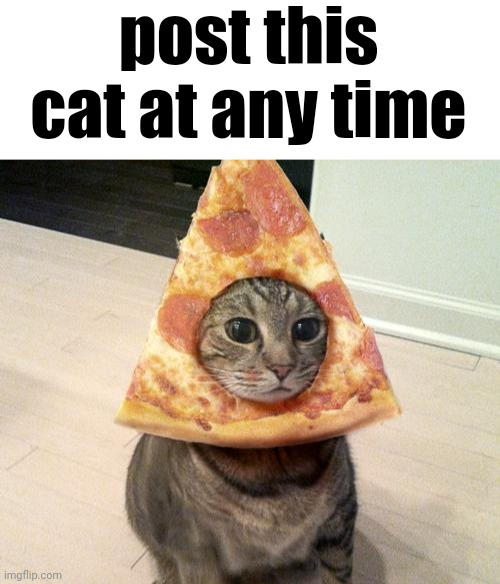 post this cat at any time | image tagged in blank white template,pizza cat | made w/ Imgflip meme maker