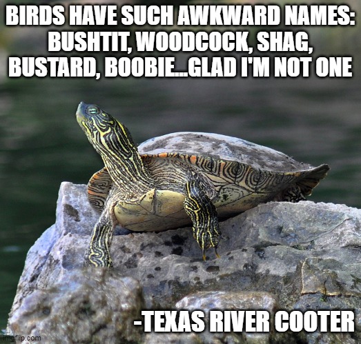 Texas Cooter Turtle | BIRDS HAVE SUCH AWKWARD NAMES:
BUSHTIT, WOODCOCK, SHAG,
BUSTARD, BOOBIE...GLAD I'M NOT ONE; -TEXAS RIVER COOTER | image tagged in texas cooter turtle | made w/ Imgflip meme maker