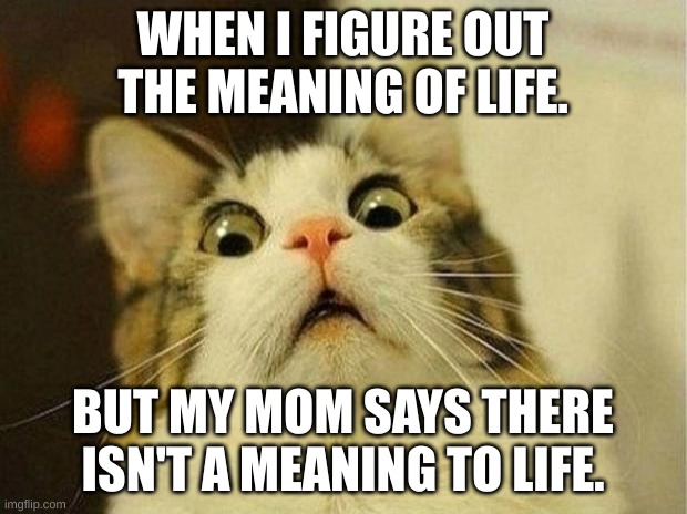 Meaning of life | WHEN I FIGURE OUT THE MEANING OF LIFE. BUT MY MOM SAYS THERE ISN'T A MEANING TO LIFE. | image tagged in memes,scared cat | made w/ Imgflip meme maker