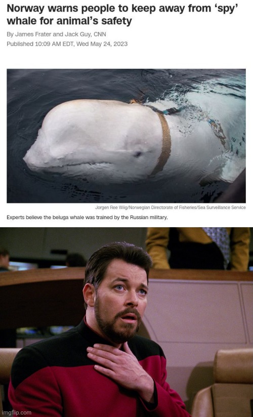 The "spy whale" | image tagged in riker gasping,whale,spy whale,politics,memes,norway | made w/ Imgflip meme maker