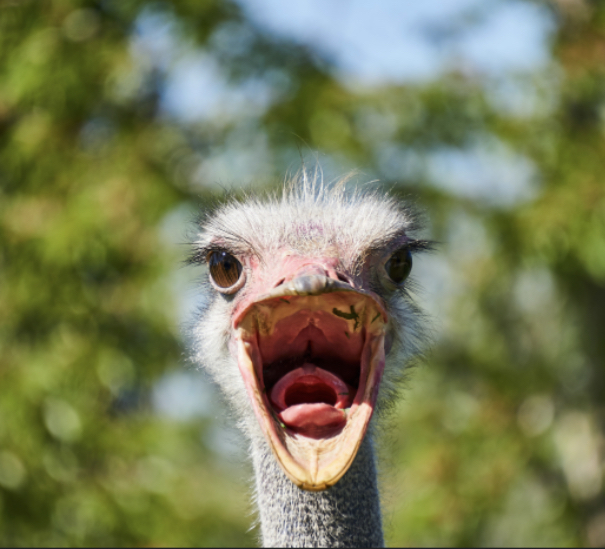 Screaming Ostrich Blank Meme Template