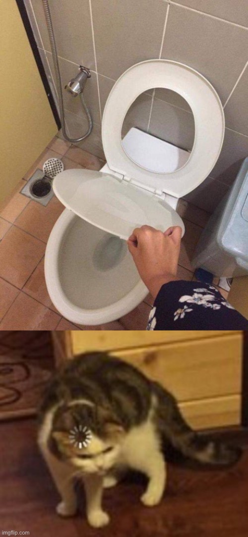 Meme #1,493 | image tagged in loading cat,toilet,stupid,messed up,mistakes,memes | made w/ Imgflip meme maker