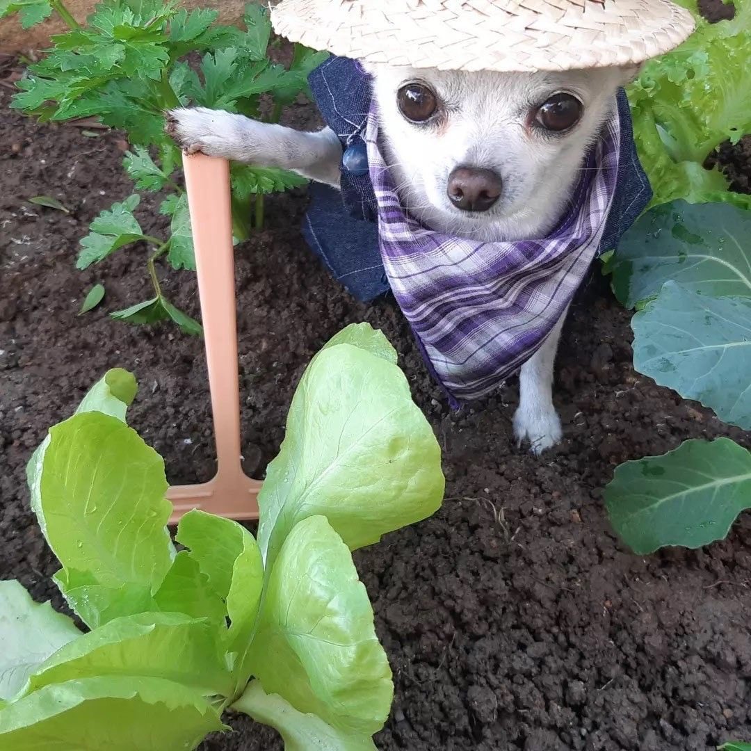 High Quality Perrito Agricultor Blank Meme Template