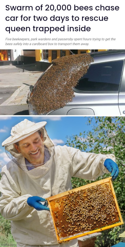 20,000 bees | image tagged in beekeeper catch no feelings,swarm,bees,bee,memes,beekeeper | made w/ Imgflip meme maker