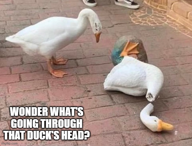 Poor Duck! | WONDER WHAT'S GOING THROUGH THAT DUCK'S HEAD? | image tagged in funny ducks | made w/ Imgflip meme maker