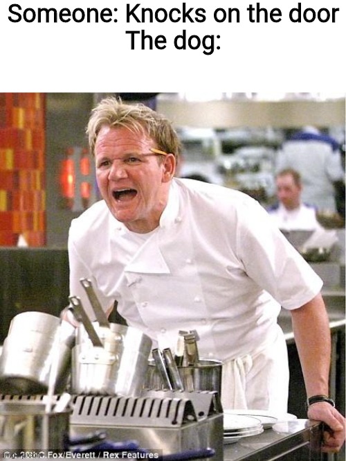 Every time. | Someone: Knocks on the door
The dog: | image tagged in memes,chef gordon ramsay | made w/ Imgflip meme maker