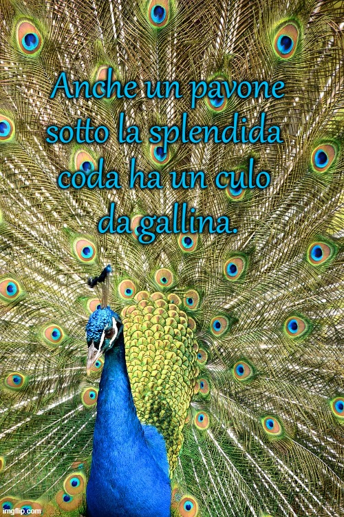 Anche un pavone
sotto la splendida 
coda ha un culo 
da gallina. | made w/ Imgflip meme maker