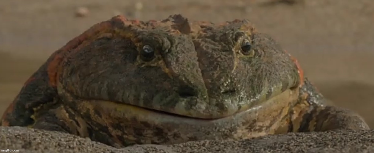 The devil froggy | made w/ Imgflip meme maker