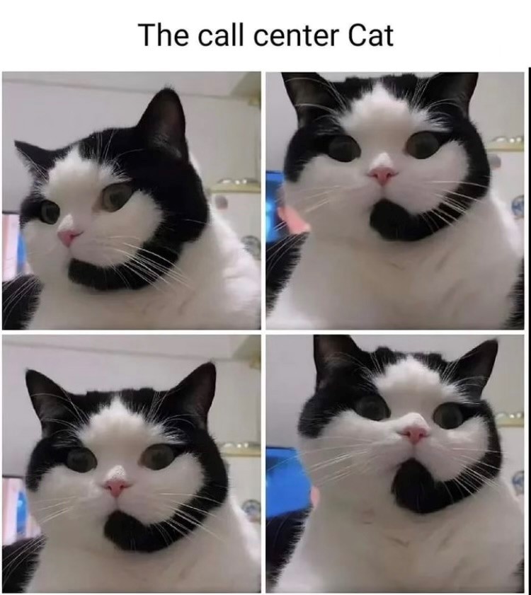 call center cat Blank Meme Template