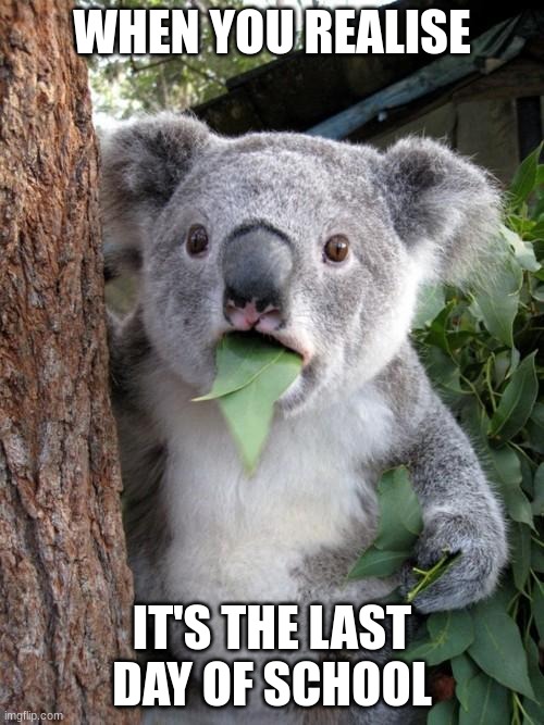 Surprised Koala Meme | WHEN YOU REALISE; IT'S THE LAST DAY OF SCHOOL | image tagged in memes,surprised koala | made w/ Imgflip meme maker