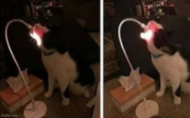 Beam cat, can shoot Lazer beams though his mouth | image tagged in cat,boss,fight | made w/ Imgflip meme maker