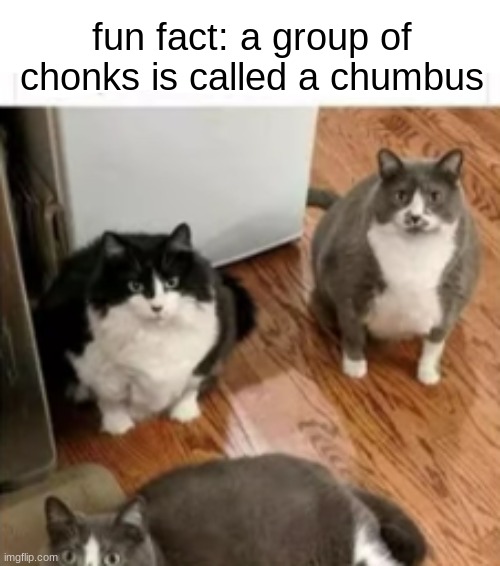 Chumbus :D | fun fact: a group of chonks is called a chumbus | image tagged in cats,group,fat cat | made w/ Imgflip meme maker