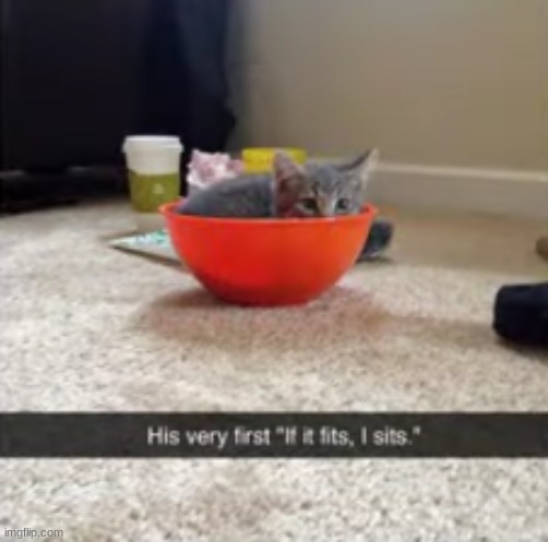 If I fits, I sits. | image tagged in cat,cute cat | made w/ Imgflip meme maker