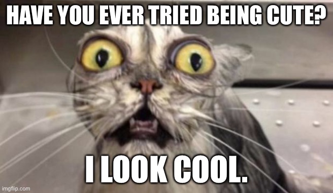 Cat | HAVE YOU EVER TRIED BEING CUTE? I LOOK COOL. | image tagged in crazy cat | made w/ Imgflip meme maker