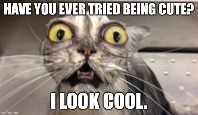 Cat Angry Cat GIF - Cat Angry Cat - Discover & Share GIFs