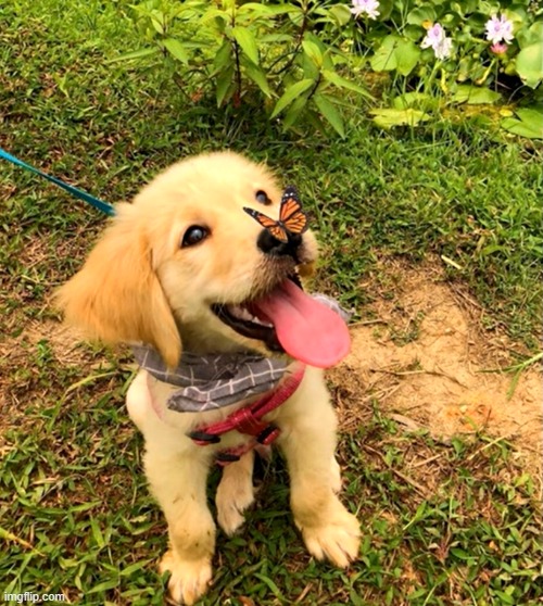 A dog and a butterfly | image tagged in dog,butterfly,cuteness overload | made w/ Imgflip meme maker