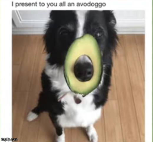 image tagged in dog,avocado | made w/ Imgflip meme maker