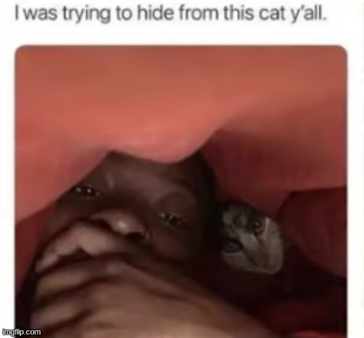 well you failed | image tagged in cat,hide | made w/ Imgflip meme maker