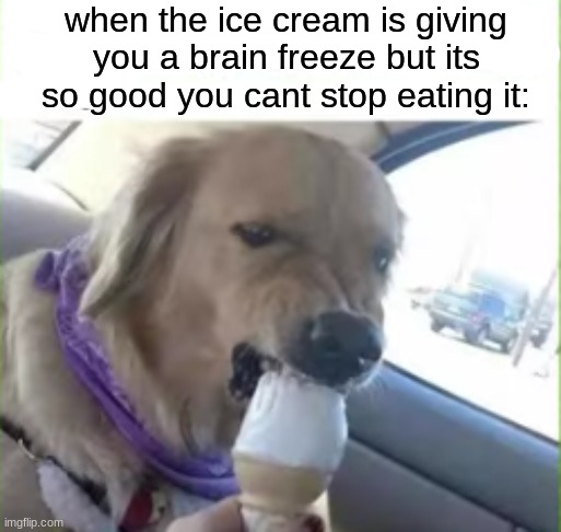 *nom nom* | when the ice cream is giving you a brain freeze but its so good you cant stop eating it: | image tagged in dog,ice cream | made w/ Imgflip meme maker