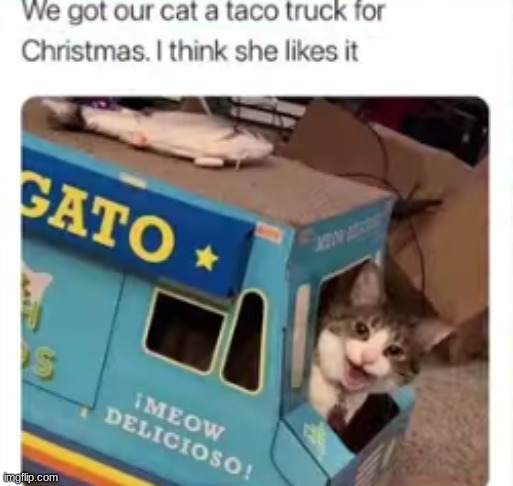 taco cat | image tagged in tacos,cat | made w/ Imgflip meme maker