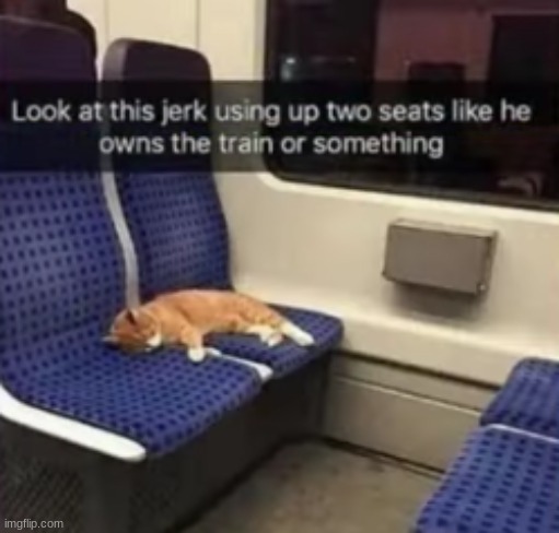image tagged in cat,train | made w/ Imgflip meme maker