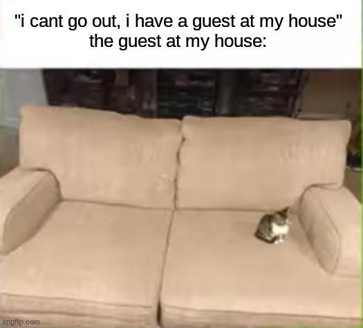 still counts | "i cant go out, i have a guest at my house"
the guest at my house: | image tagged in cat | made w/ Imgflip meme maker
