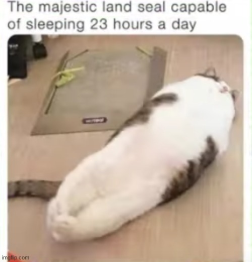 i wish i could do that too | image tagged in cat | made w/ Imgflip meme maker