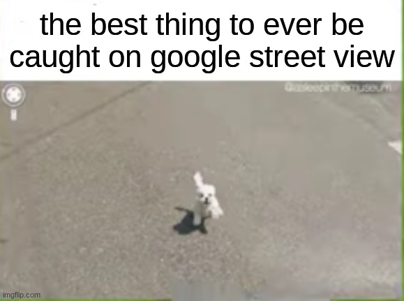 little doggo on street view :) | the best thing to ever be caught on google street view | image tagged in dog,google earth,street,view | made w/ Imgflip meme maker