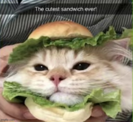 cute cat sandwich! | image tagged in cat,sandwich | made w/ Imgflip meme maker