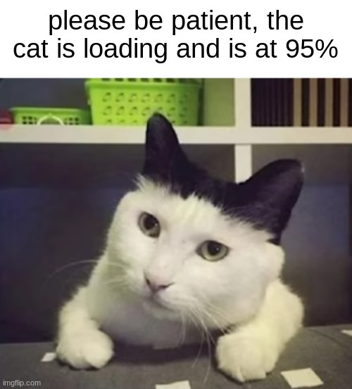idk | please be patient, the cat is loading and is at 95% | image tagged in cat,loading cat | made w/ Imgflip meme maker