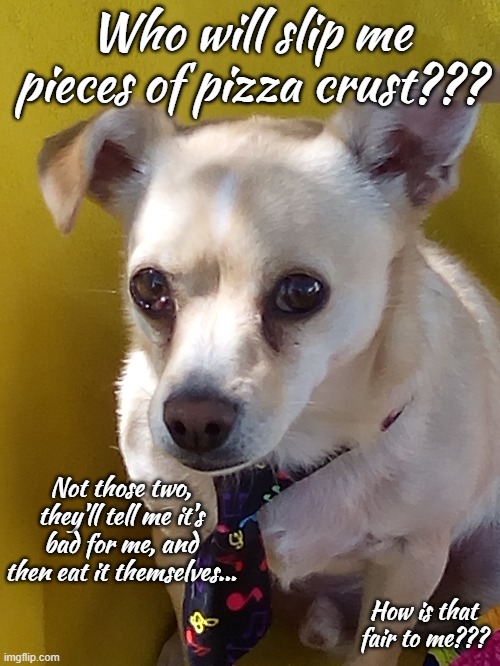 Pizza Lover | Who will slip me pieces of pizza crust??? Not those two, they'll tell me it's bad for me, and then eat it themselves... How is that fair to me??? | image tagged in murphy,pizza lover,crust,not on a diet | made w/ Imgflip meme maker