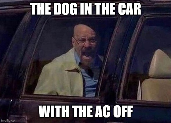 yo i left my dog somewhere | THE DOG IN THE CAR; WITH THE AC OFF | image tagged in walter white screaming at hank,dank memes | made w/ Imgflip meme maker