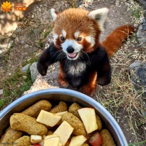 A hungry red panda | image tagged in red panda,snacks,adorable | made w/ Imgflip meme maker