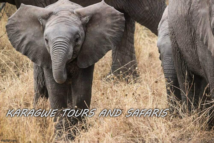 Elephant | KARAGWE TOURS AND SAFARIS | image tagged in elephant | made w/ Imgflip meme maker