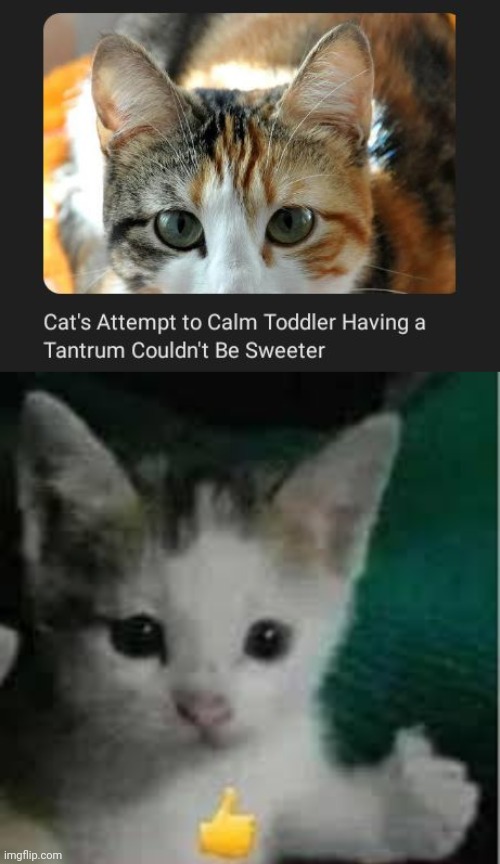 Cat's attempt to calm a toddler's tantrum | image tagged in cat thumbs up,cats,cat,memes,toddler,tantrum | made w/ Imgflip meme maker