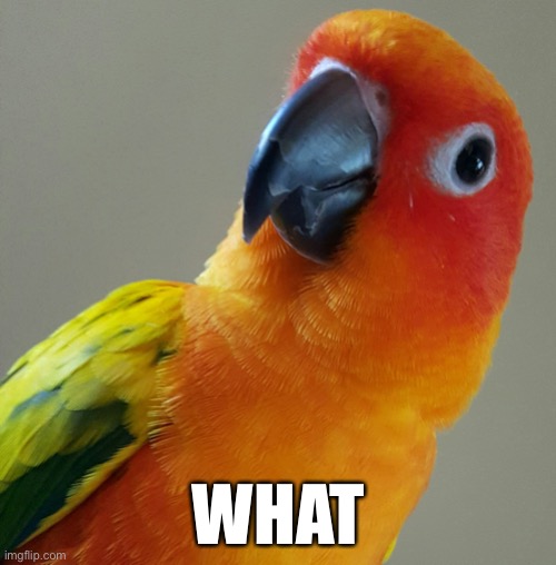 Pondering Parrot | WHAT | image tagged in pondering parrot | made w/ Imgflip meme maker