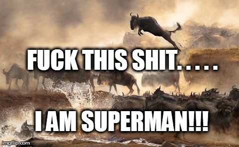 F**K THIS SHIT. . . . . I AM SUPERMAN!!! | image tagged in funny,animals | made w/ Imgflip meme maker
