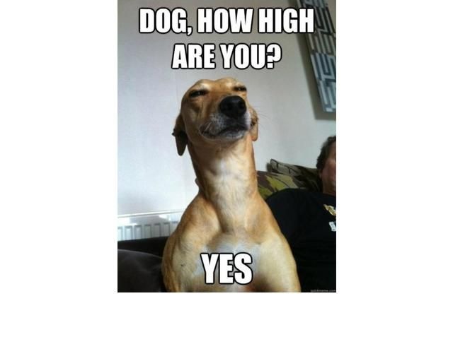 how hi are ya? | image tagged in high,funny,kewlew | made w/ Imgflip meme maker