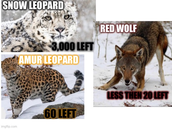 Some animals that will be extinct soon. | AMUR LEOPARD; 60 LEFT | image tagged in animals,dead | made w/ Imgflip meme maker